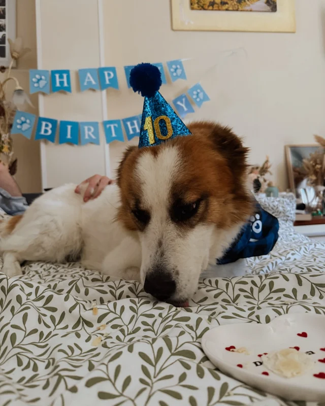 Il nostro amore grande 💕
10 anni pieni di amore, occhi dolci, peli, puzzette, zecchette, spaventi, coccoline, bacetti.
Il nostro cucciolo di CANO ❤️

Tanti auguri signor Thranduil 🐶

#dogsofinstagram #dogslife #happybirthday #dogbirthdayparty #dogsbirthday #buoncompleannoamoremio❤️